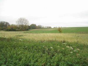 Cheesedown, near Deane.  Did Lizzie wander these fields as a young girl?